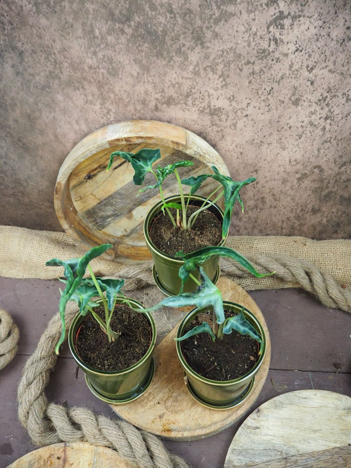 Alocasia Loco