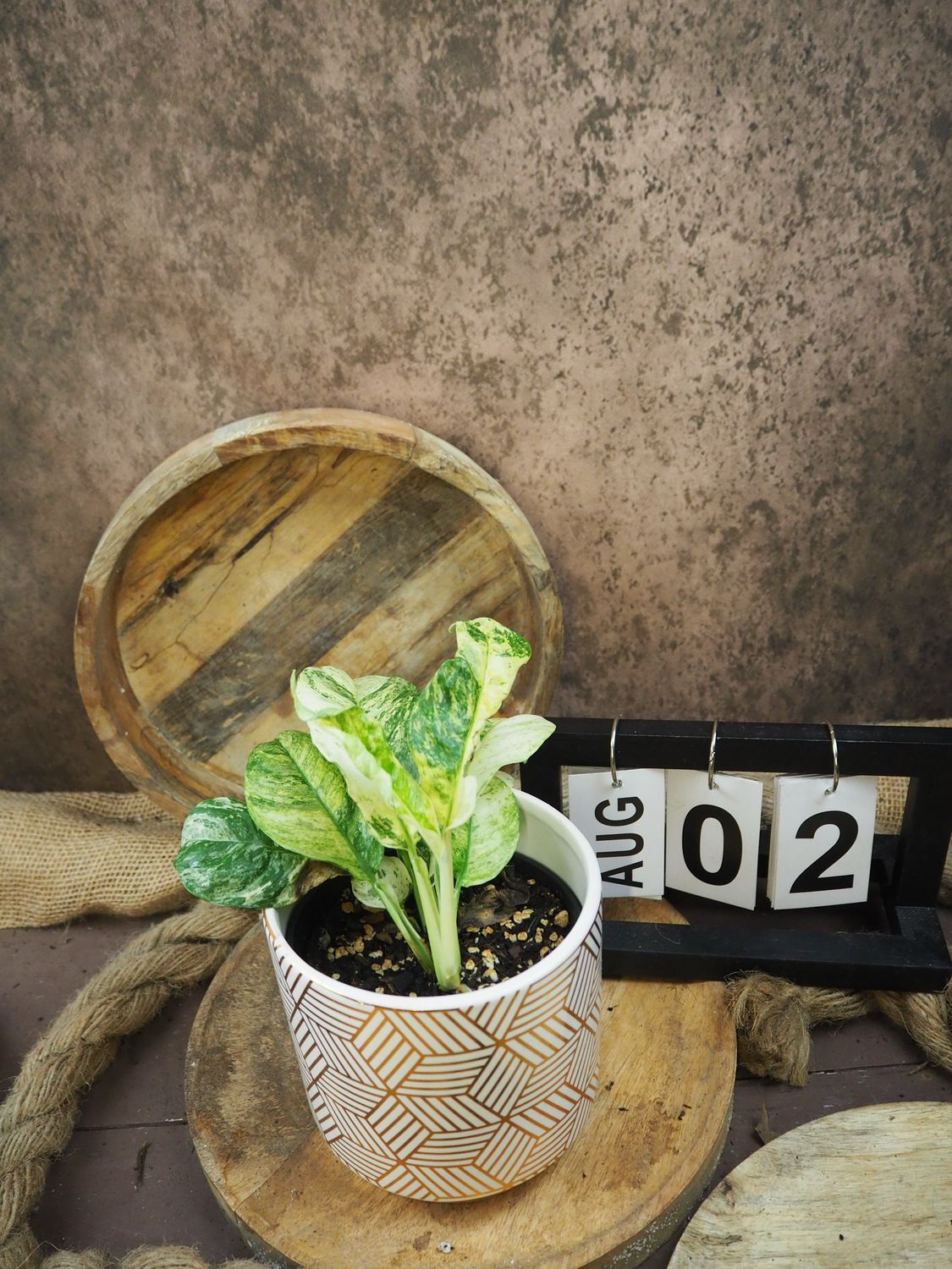 Rhaphidophora puberula Variegata #2