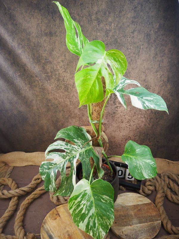 Monstera Albo Variegata #5