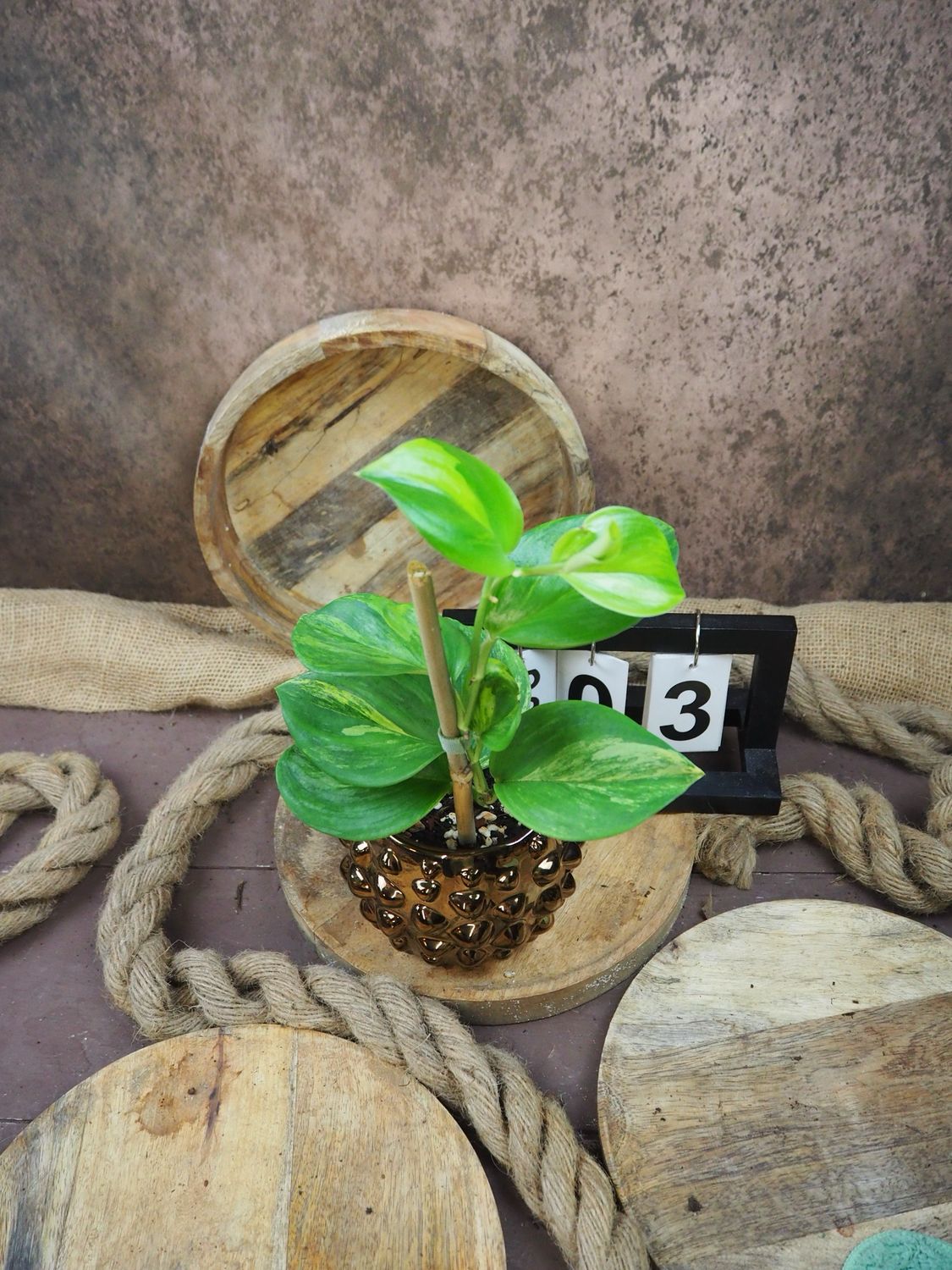 Scindapsus Rubicon Variegata #3