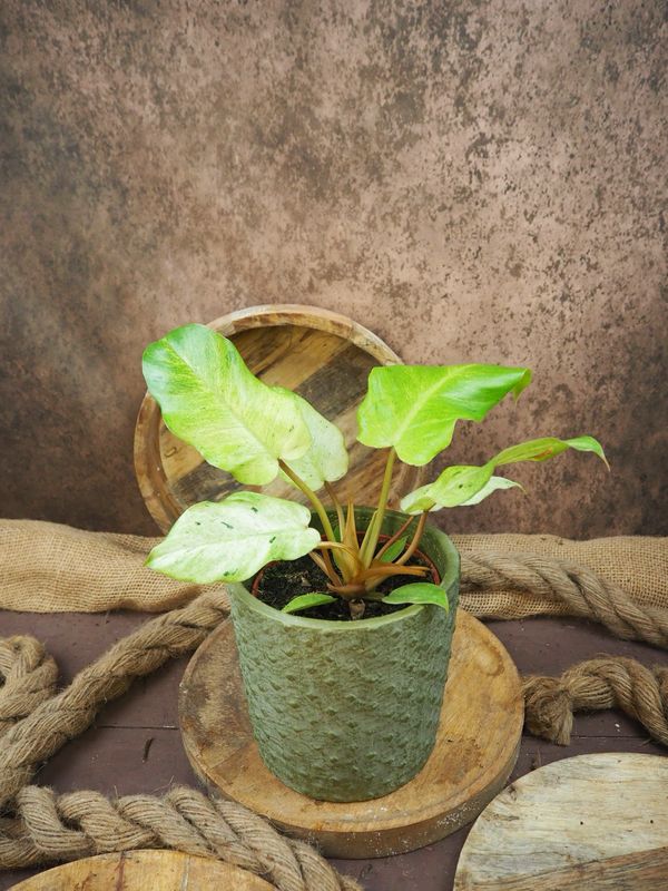 Philodendron Snowdrift