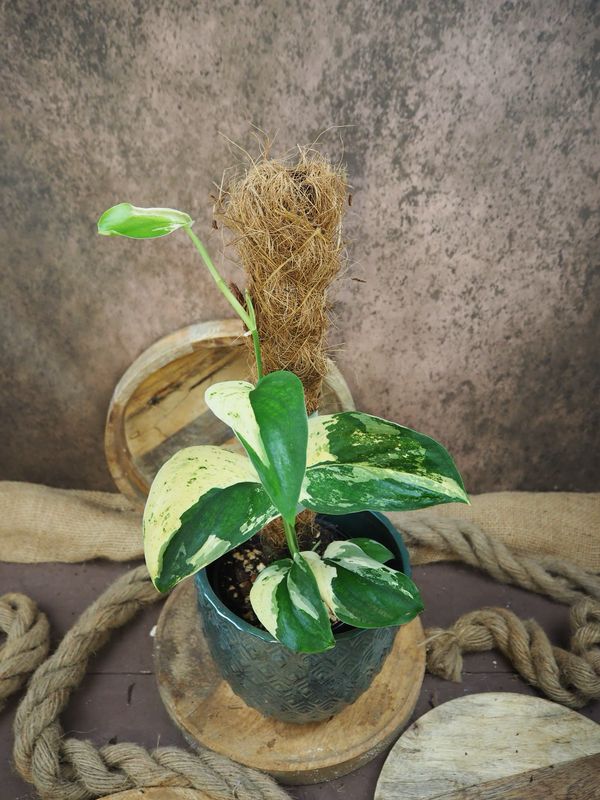 Scindapsus Jade Satin Variegata Scindapsus Jade Satin Variegata