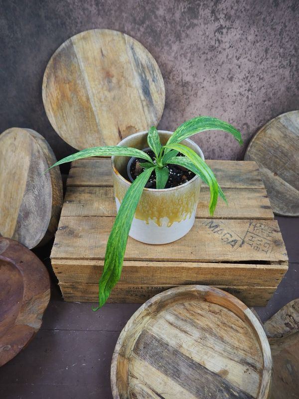 Anthurium vittarifolium Variegata