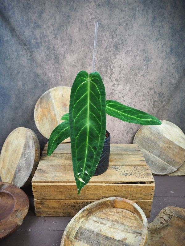 Anthurium warocqueanum L Anthurium warocqueanum L