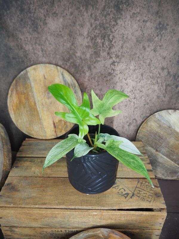 Philodendron Florida Ghost