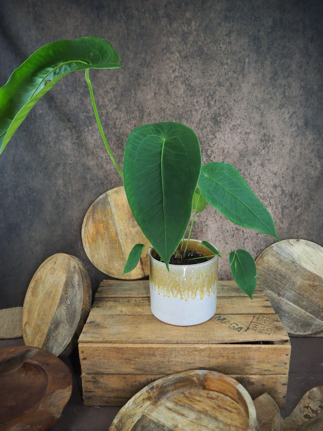 Anthurium peltigerum Anthurium peltigerum