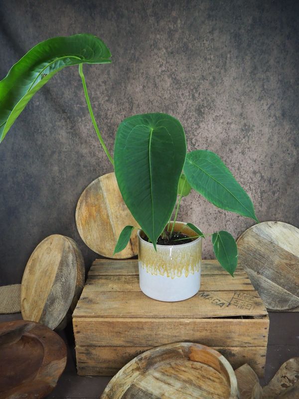 Anthurium peltigerum Anthurium peltigerum