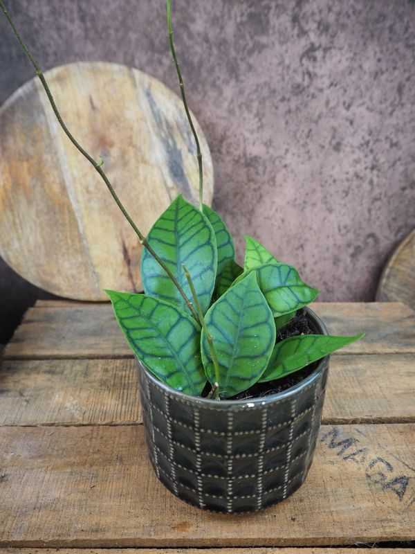 Hoya callistophylla