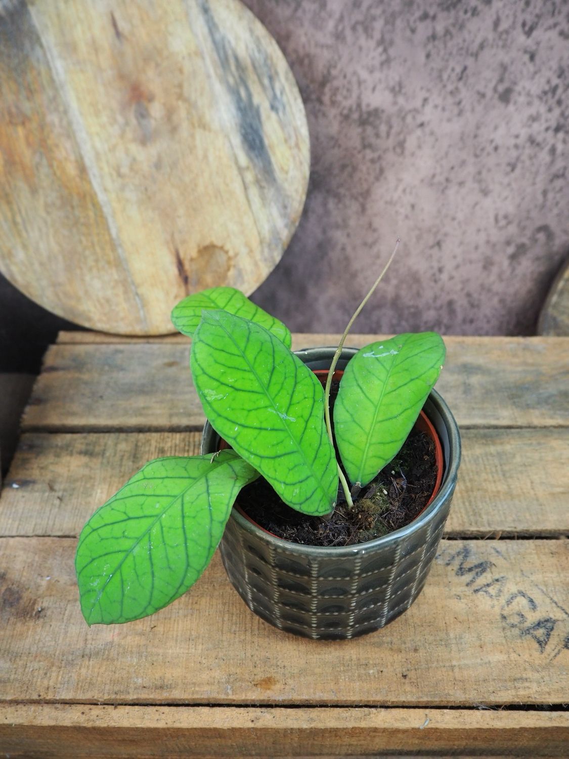 Hoya sp Sabah
