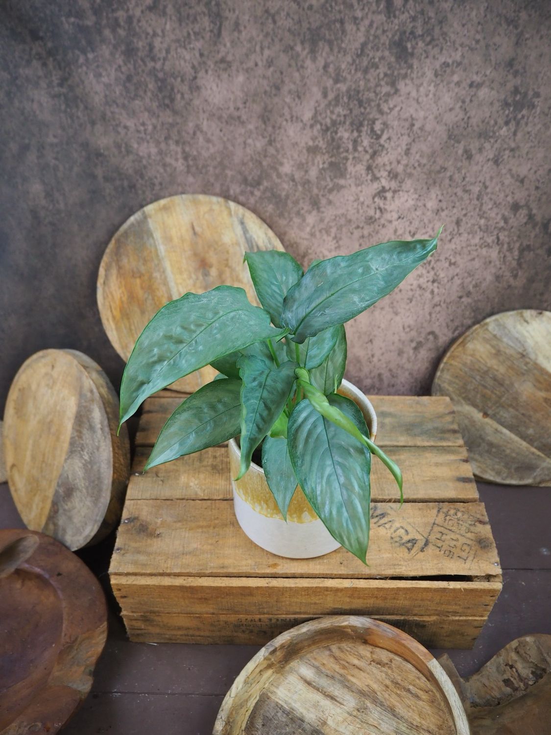 Schismatoglottis sp Silver Form