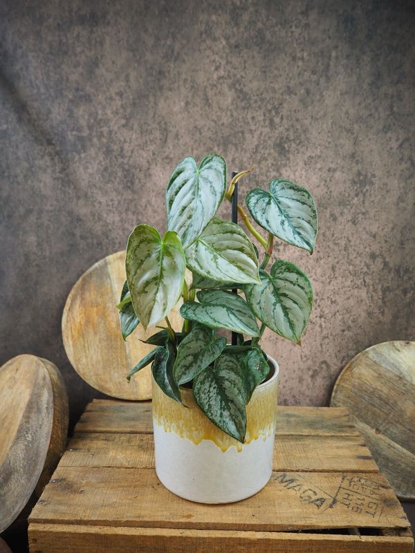 Philodendron Brandtianum
