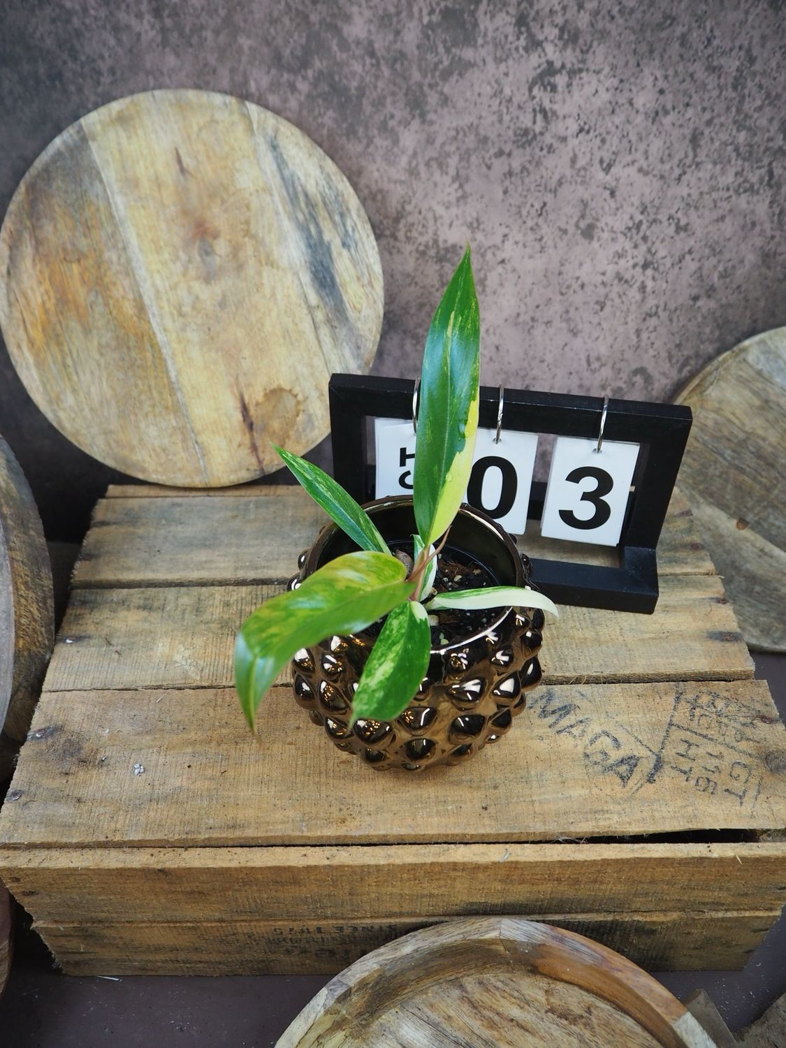 Philodendron Caramel Marble #S3