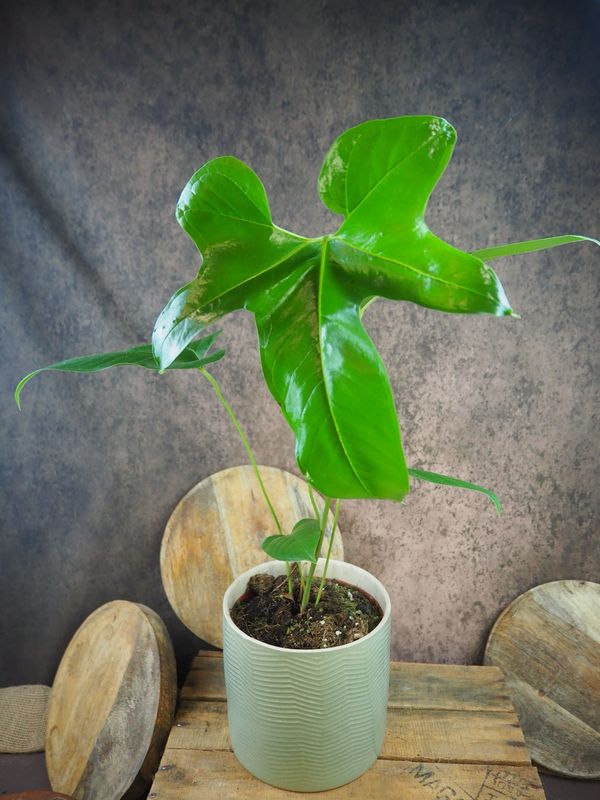 Anthurium pedatum BIG
