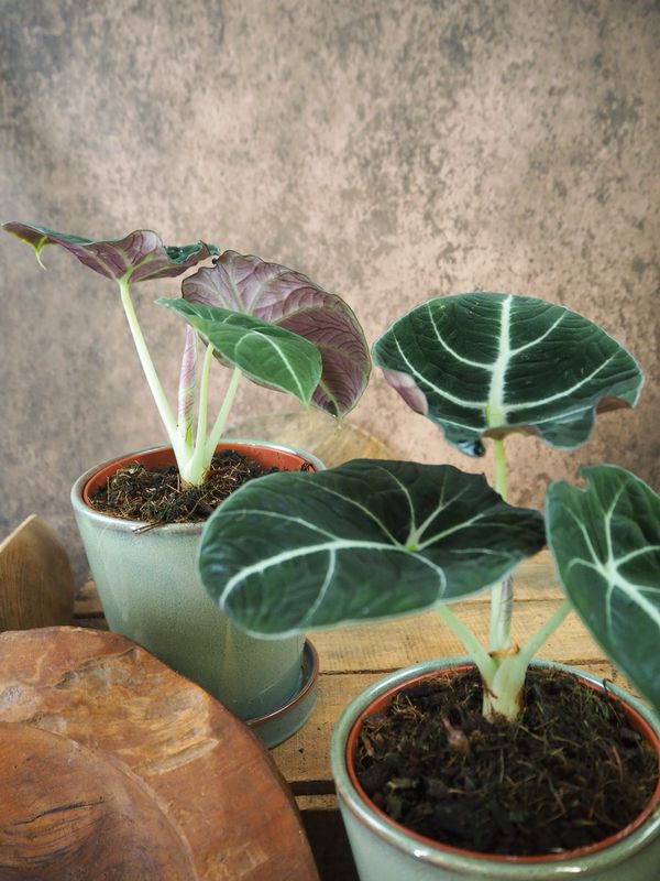 Alocasia Black Velvet Alocasia Black Velvet