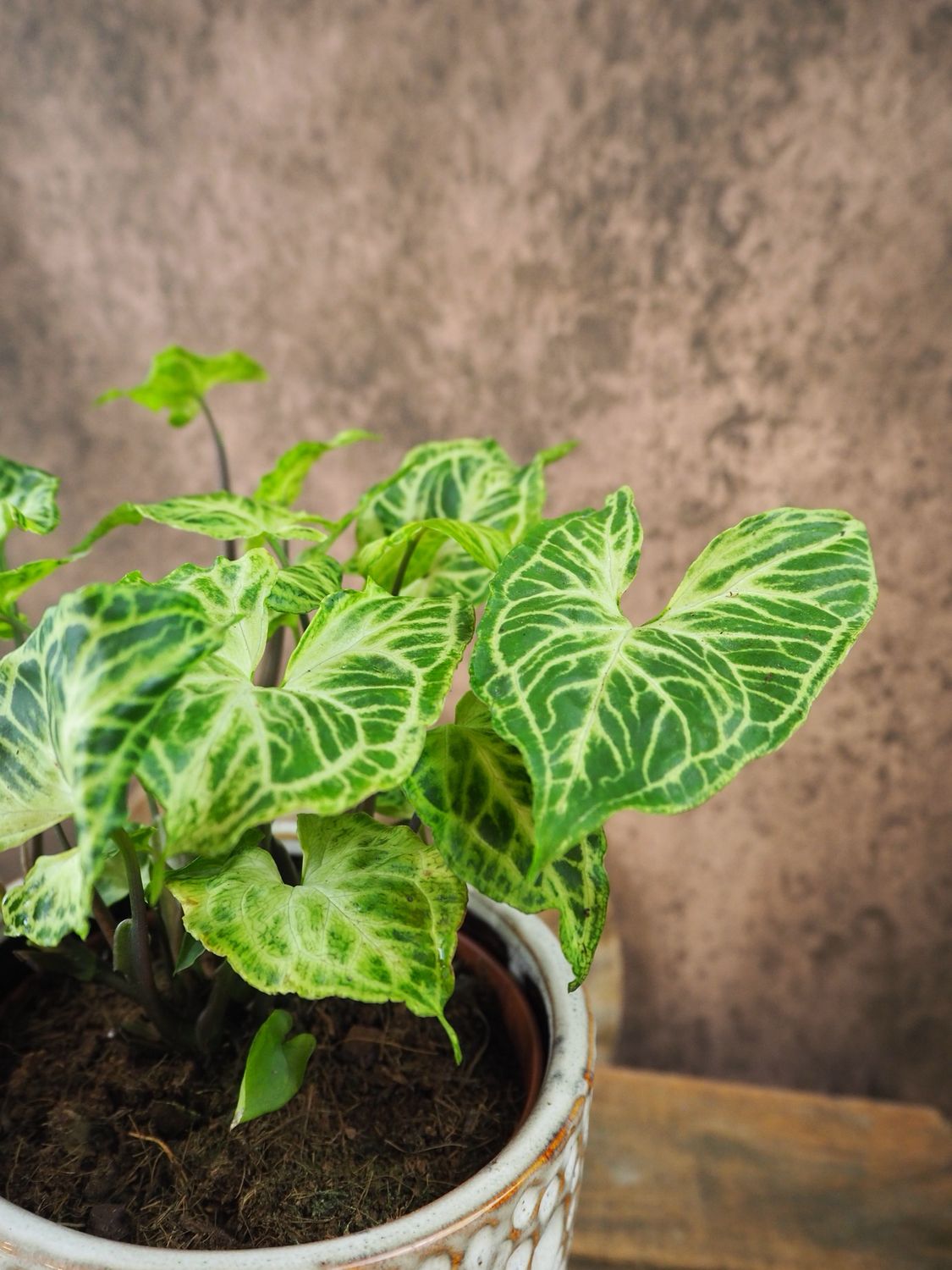 Syngonium Batik