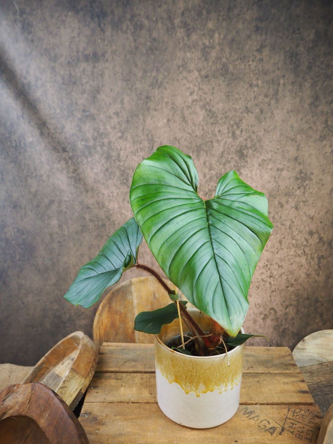 Philodendron Squamicaule Blushing