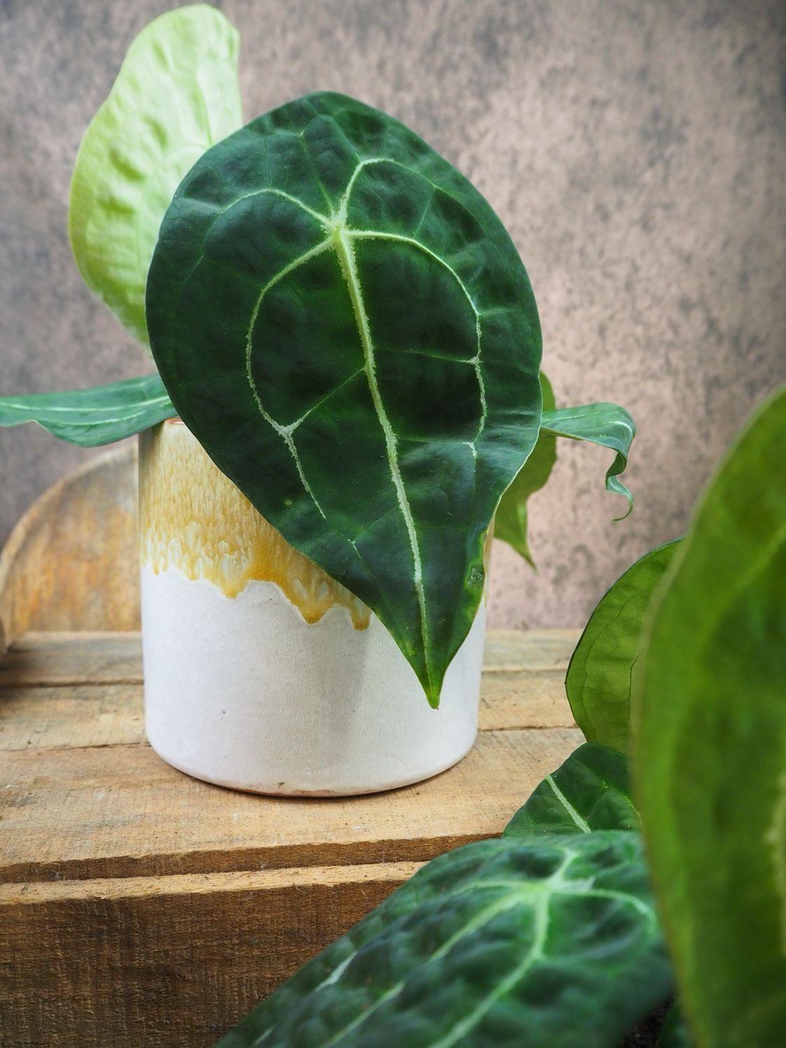 Anthurium forgetii