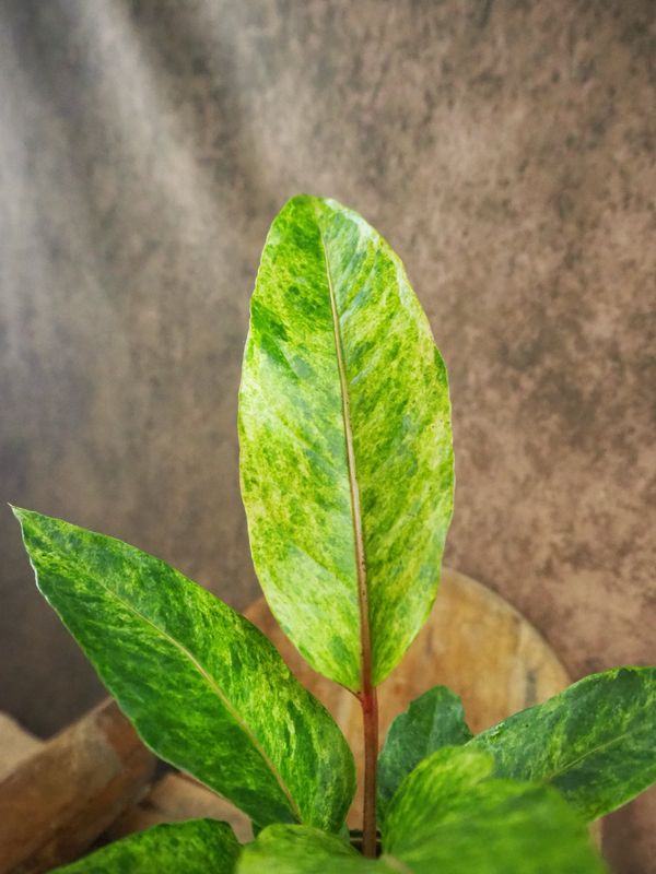 Anthurium bonplandii variegata Anthurium bonplandii variegata