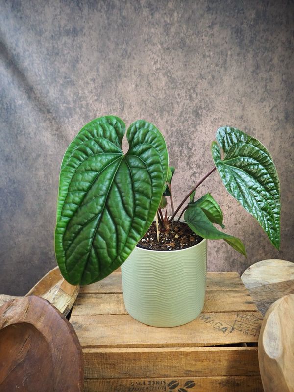 Anthurium Luxurians x Radicans L Anthurium Luxurians x Radicans L