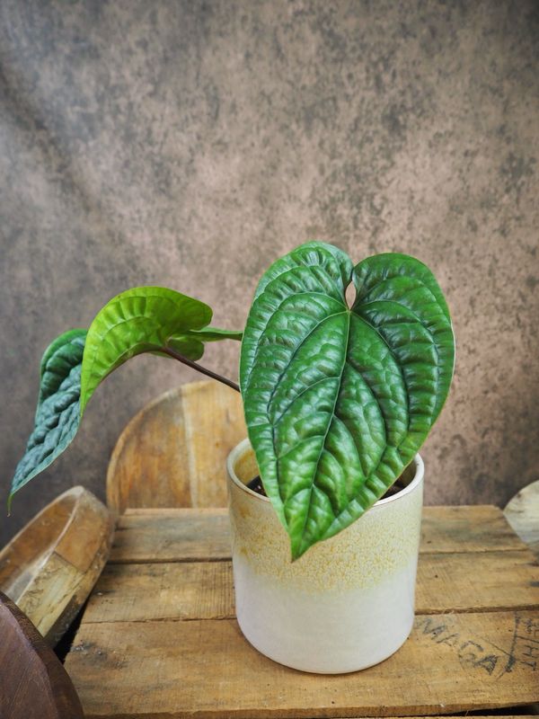 Anthurium Luxurians x Radicans M Anthurium Luxurians x Radicans M