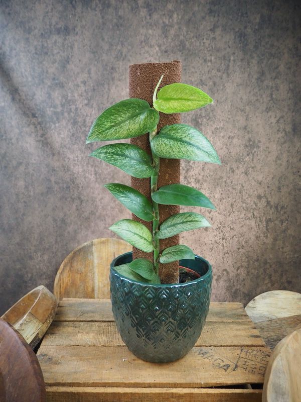 Rhaphidophora hongkongensis Mint Variegata Rhaphidophora hongkongensis Mint Variegata