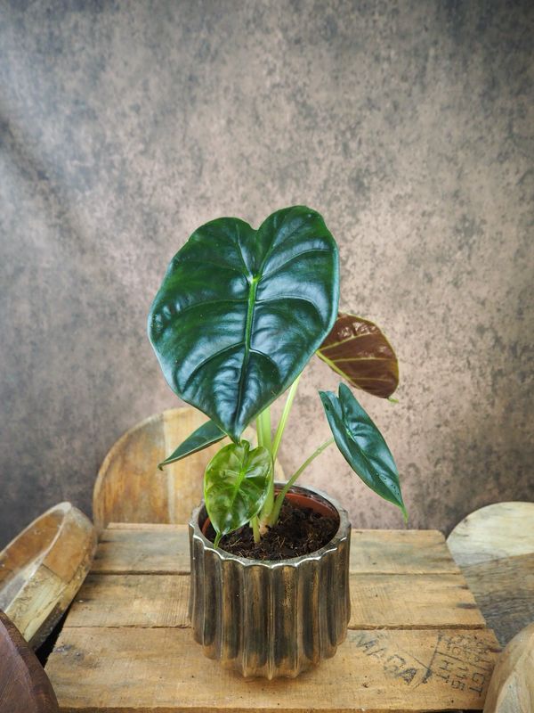 Alocasia Golden Bone