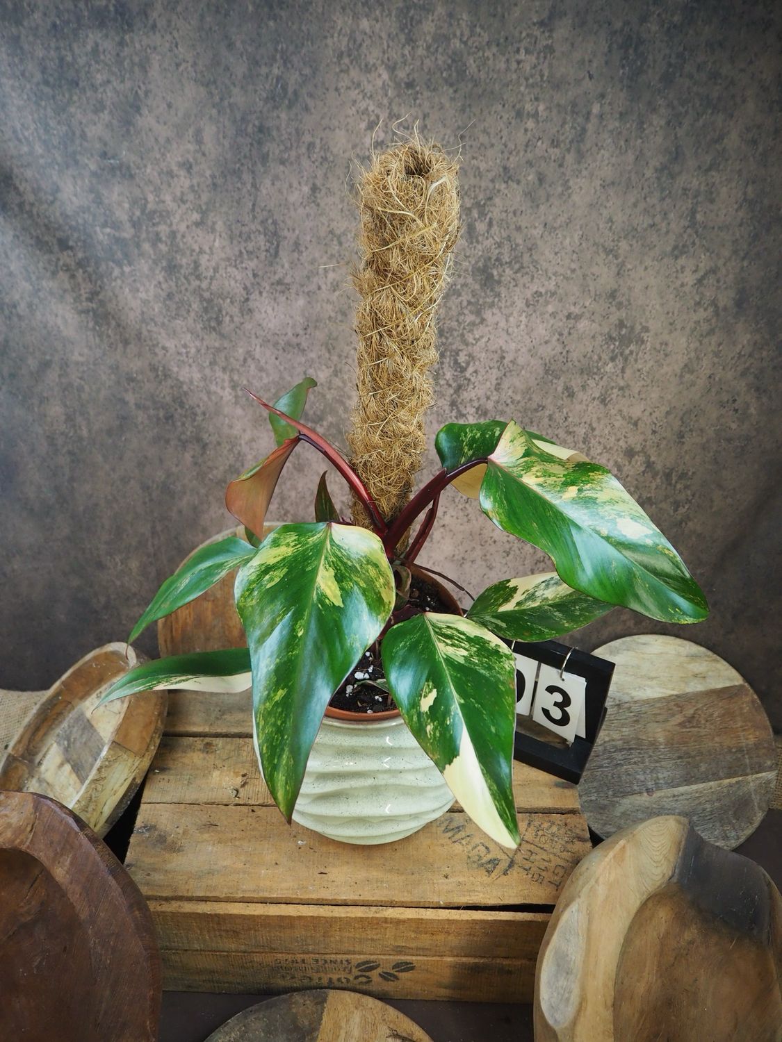 Philodendron Strawberry Shake #III
