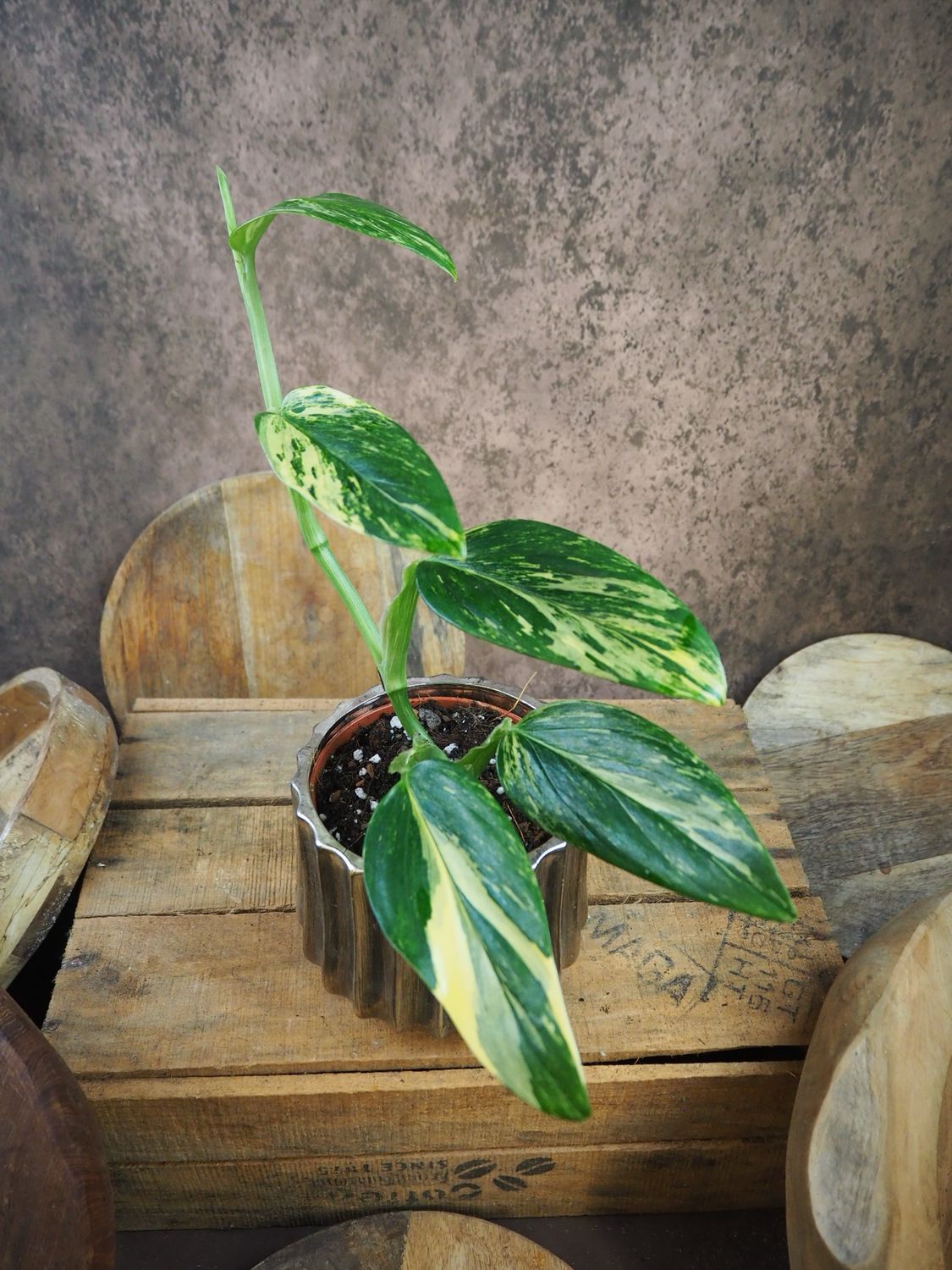 Philodendron stanleyana ‚Cobra‘ Aurea Variegata