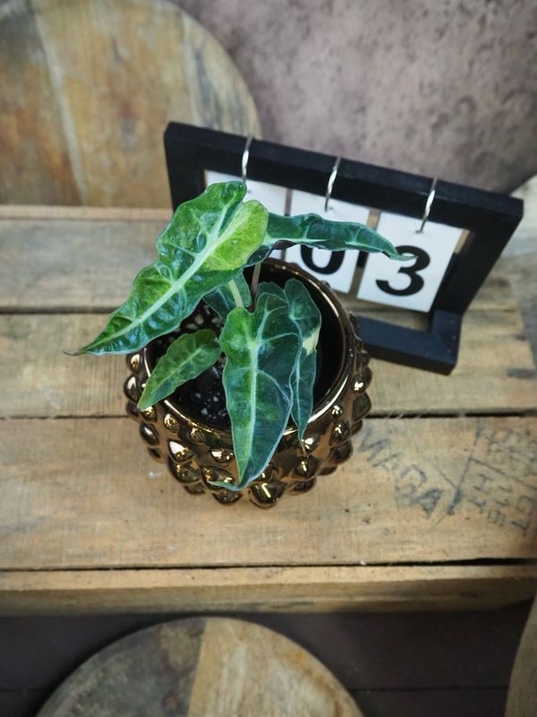 Alocasia Polly Yellow Variegata #III Alocasia Polly Yellow Variegata #III