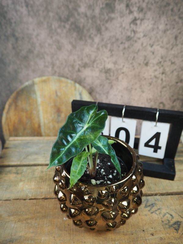 Alocasia Polly Yellow Variegata #IV Alocasia Polly Yellow Variegata #IV