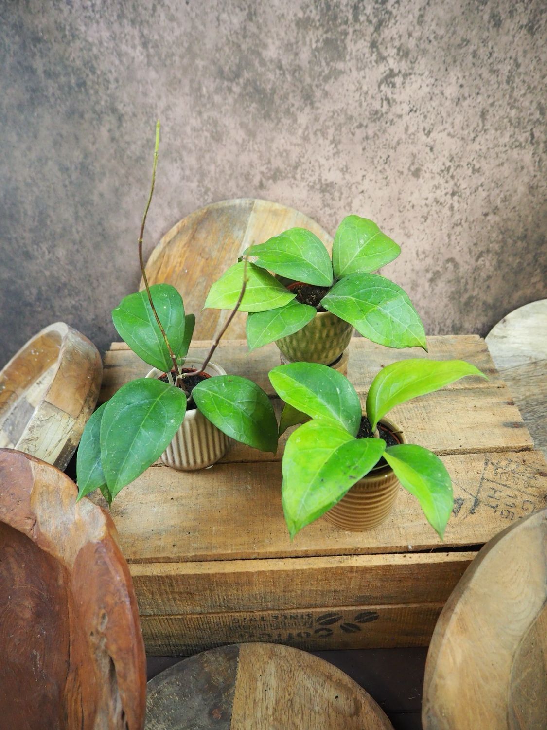 Hoya verticillata wayang