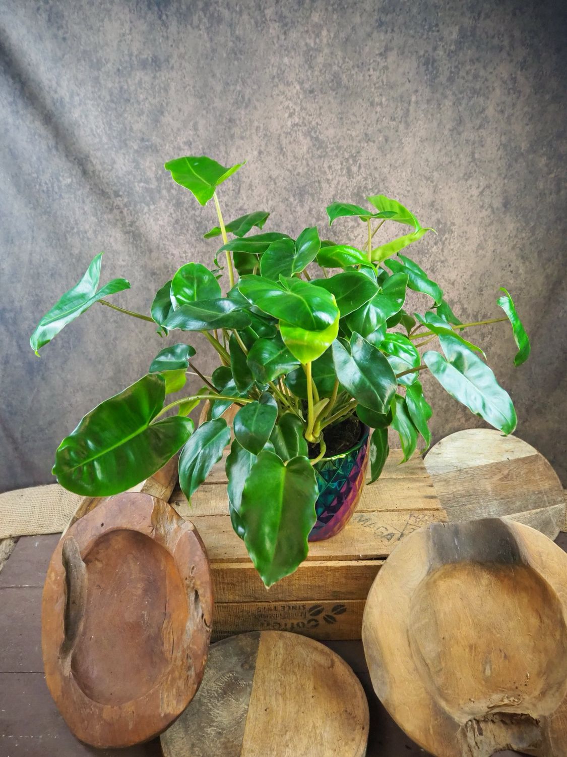 Philodendron Burle Marx XXL