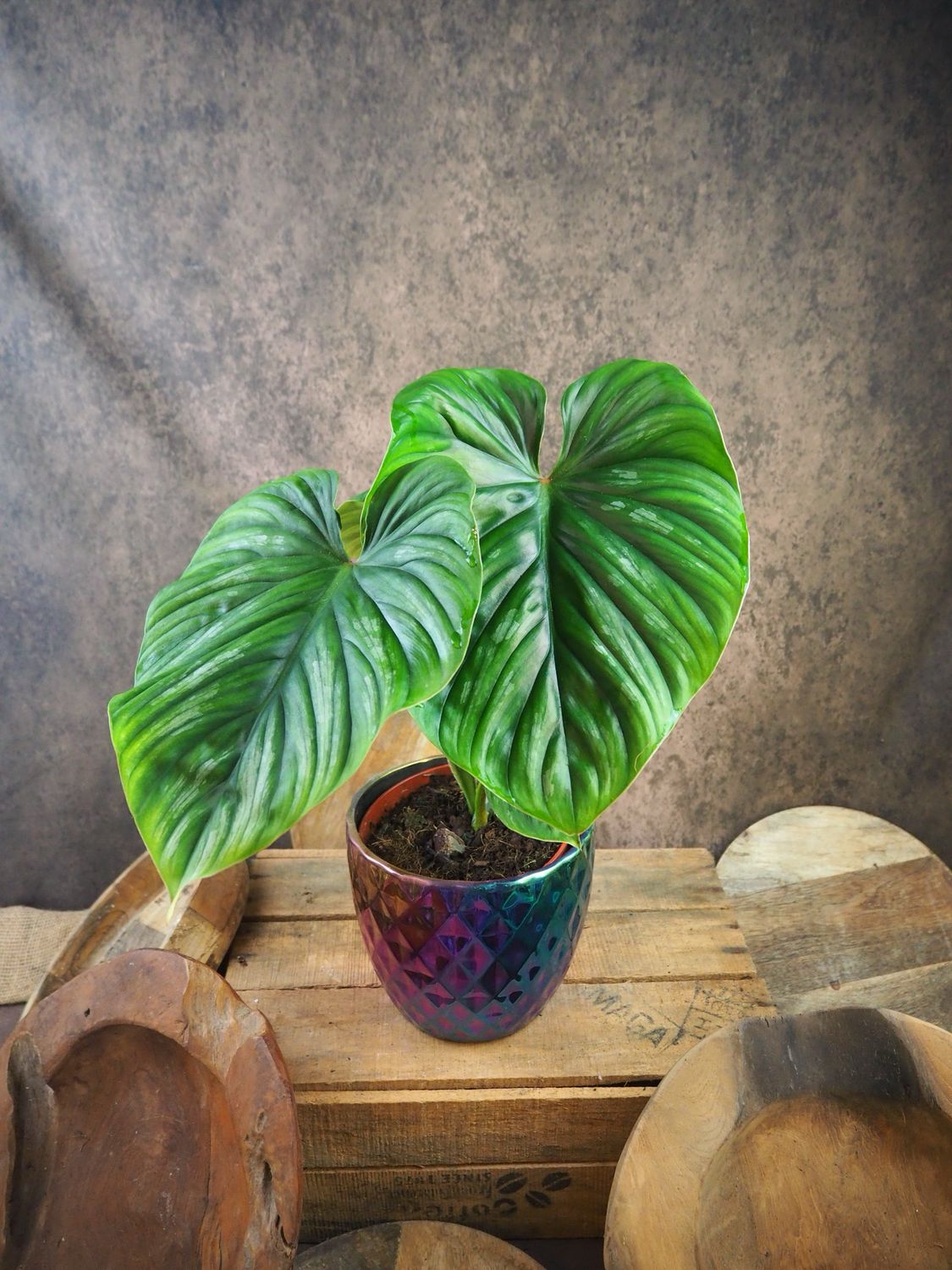 Philodendron Plowmanii XL