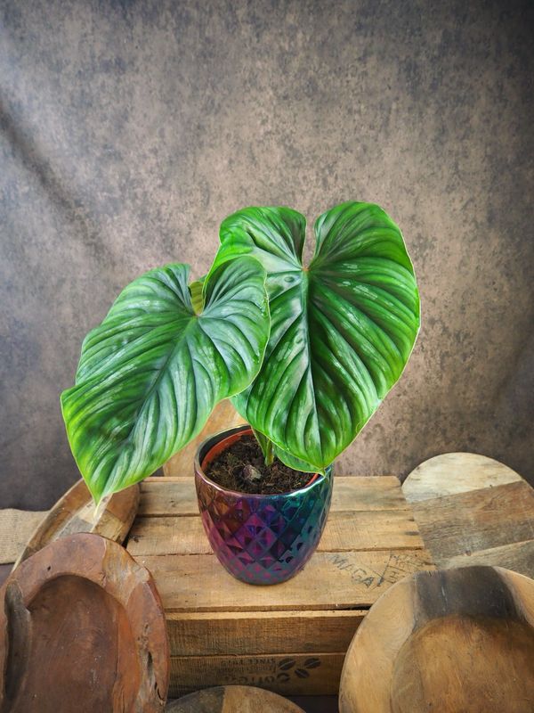 Philodendron Plowmanii XL Philodendron Plowmanii XL