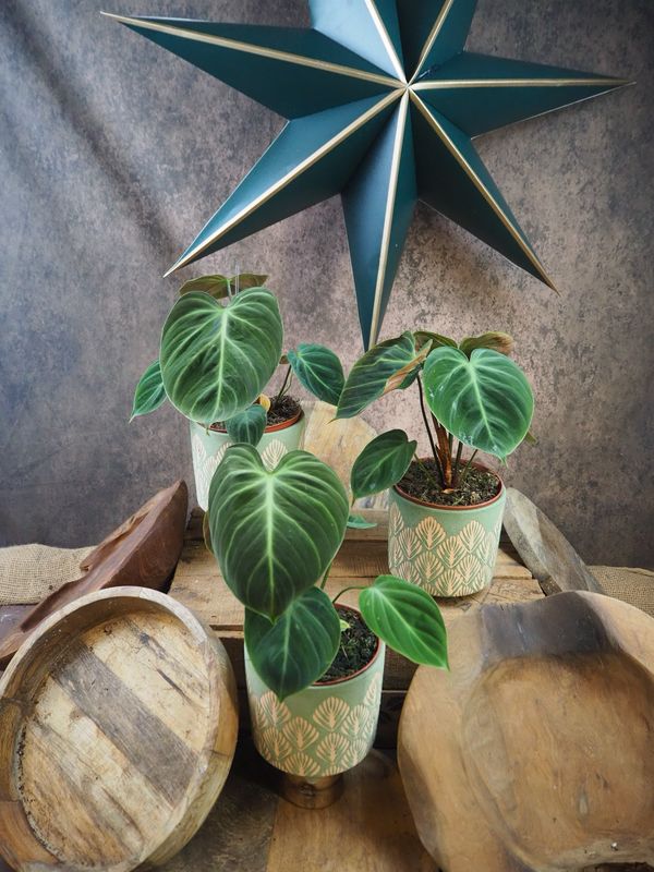 Philodendron El Choco Red Philodendron El Choco Red
