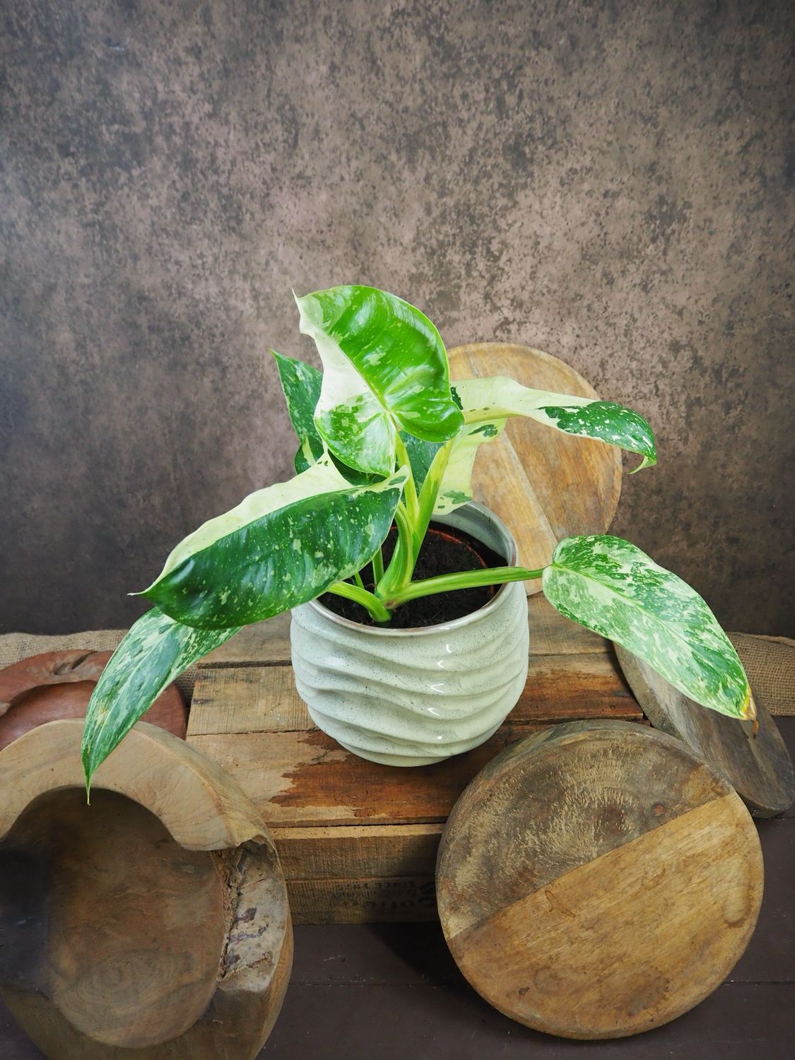 Philodendron Jose Buono
