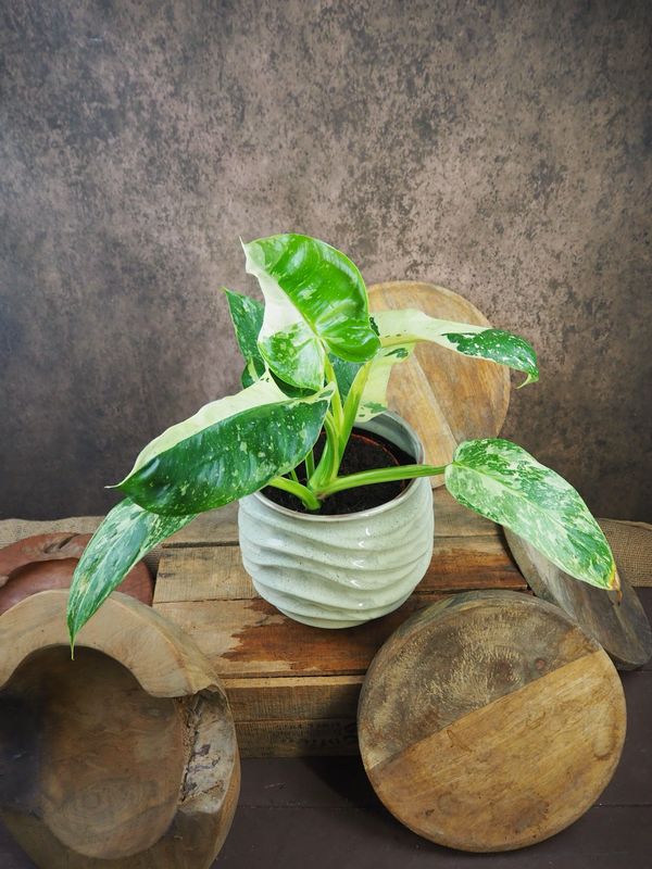 Philodendron Jose Buono