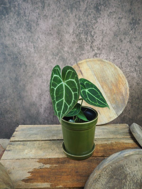 Anthurium Clarinervium S