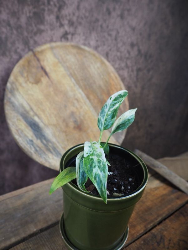 Epipremnum Giganteum Variegata S Epipremnum Giganteum Variegata S