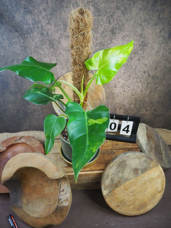 Philodendron Domesticum Variegata #4 Philodendron Domesticum Variegata #4