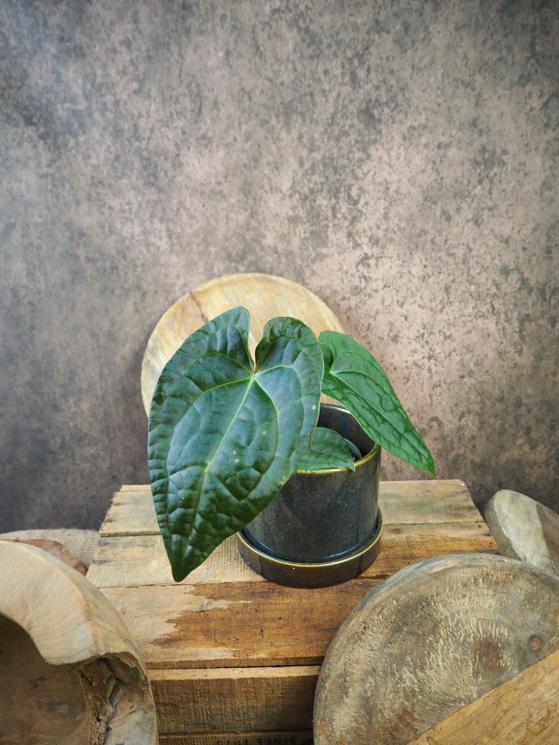 Anthurium Luxurians M Anthurium Luxurians M