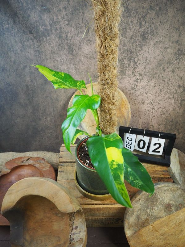Philodendron Domesticum Variegata #2 Philodendron Domesticum Variegata #2