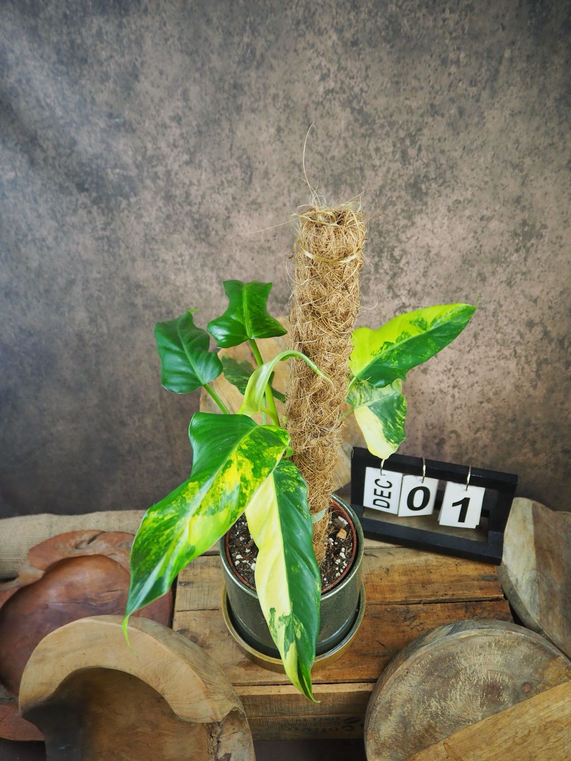 Philodendron Domesticum Variegata #1