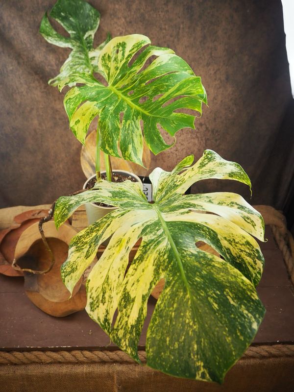 Monstera Deliciosa Mint Variegata #1