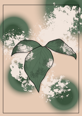Syngonium