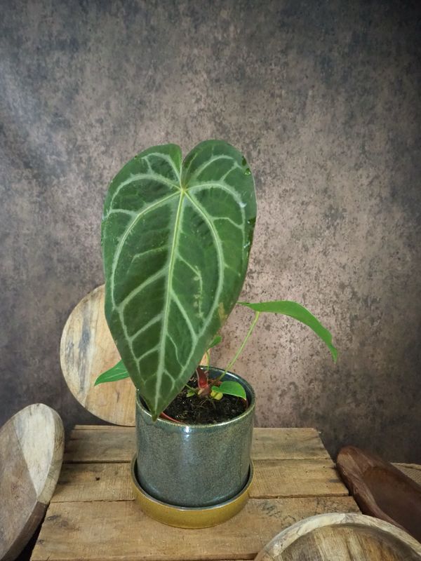Anthurium magnificum Anthurium magnificum