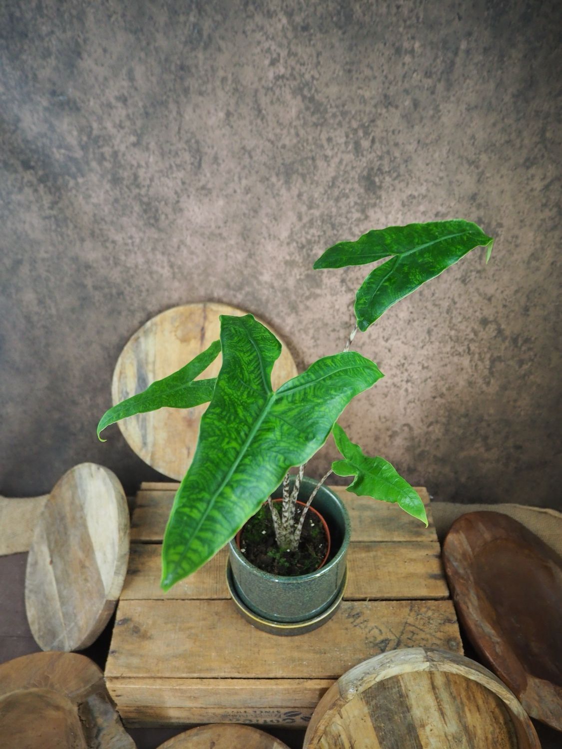 Alocasia Zebrina ‚Reticulata‘ Alocasia Zebrina ‚Reticulata‘