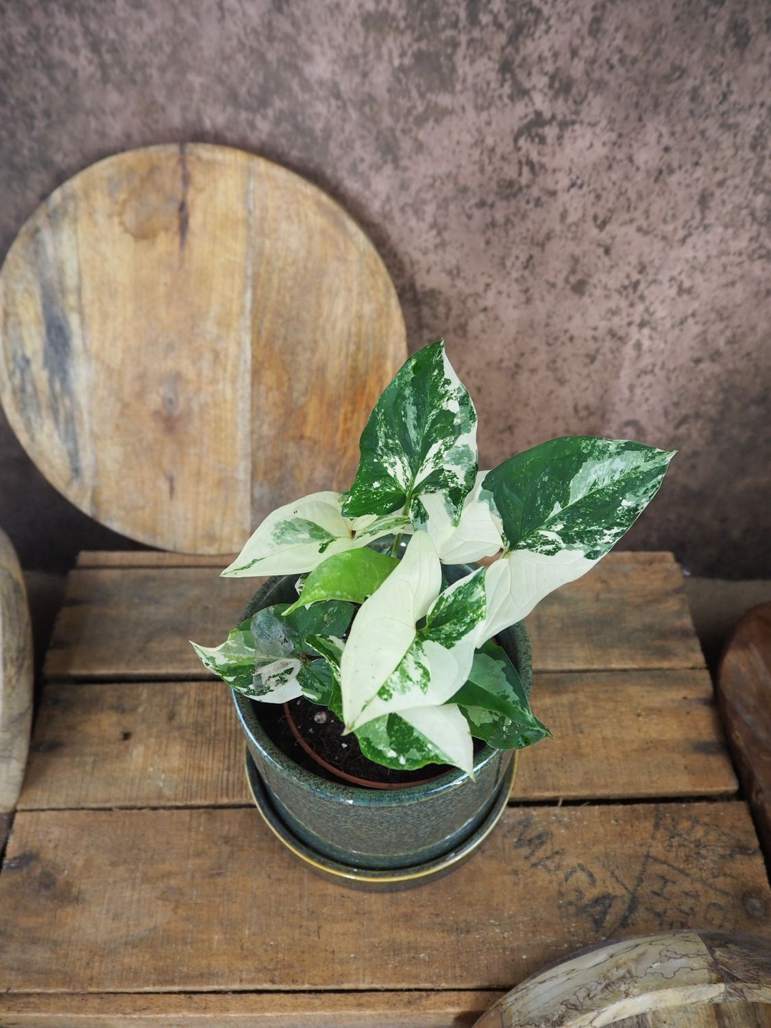 Syngonium Albo Variegata mehrtriebig