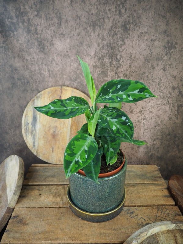 Aglaonema pictum tricolor BIG Aglaonema pictum tricolor BIG