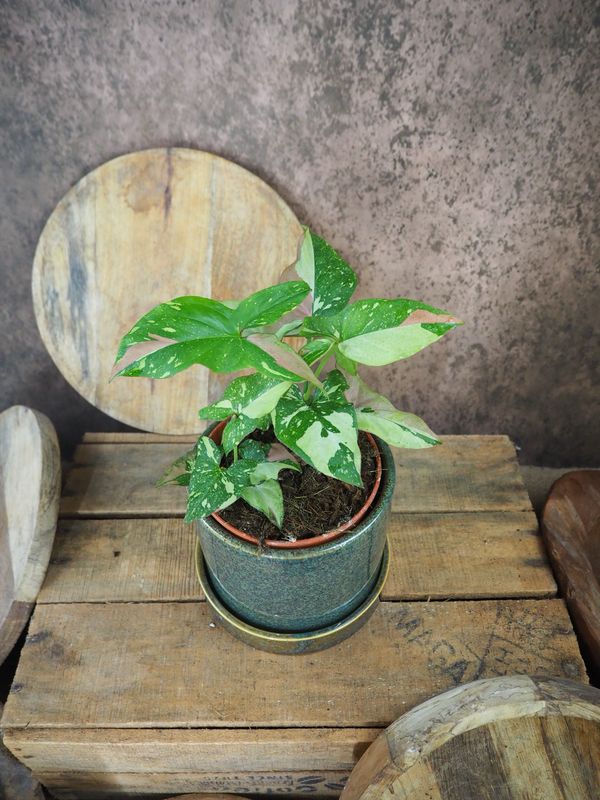 Syngonium Red Spot Tricolor